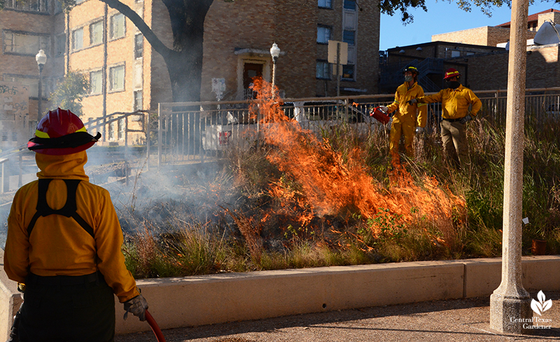 prescribed fire Jack Rouse Matt O'Toole Half-Pint Prairie Central Texas Gardener