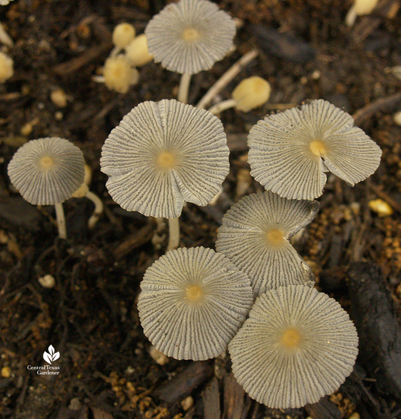beneficial soil mushrooms microbial fungi 