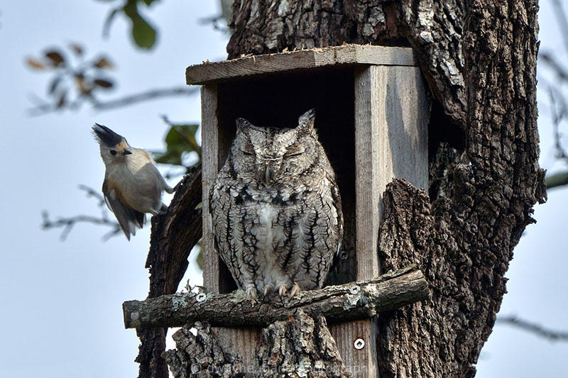 titmouse and owl photo Dwyane Mann photography Central Texas Gardener