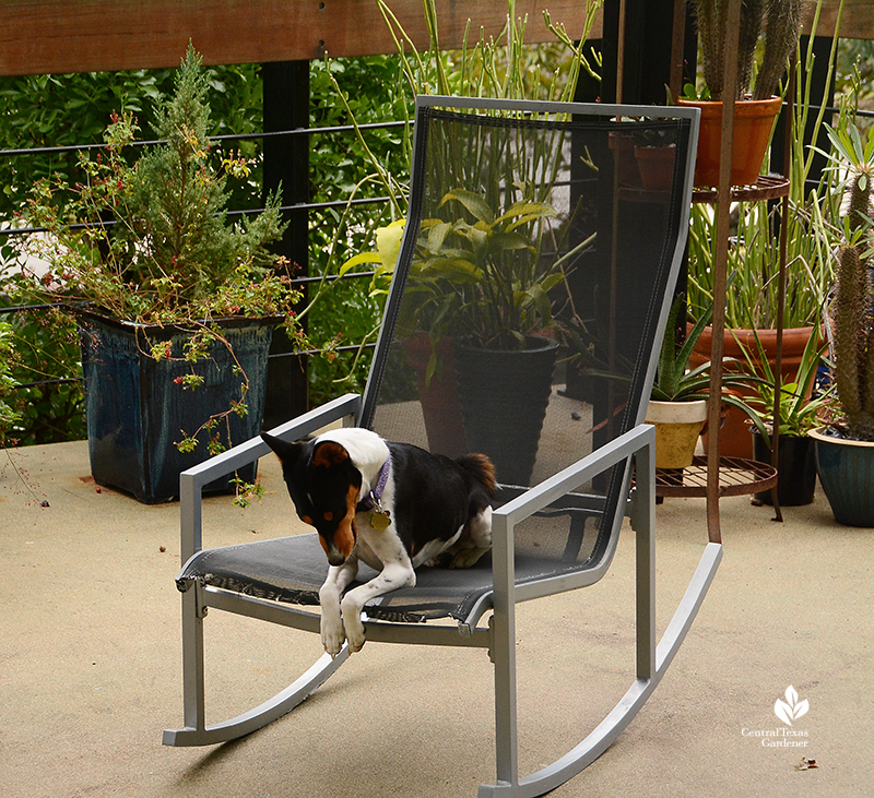 Cute Basjenji looks like praying in patio chair Harper Duhon Central Texas Gardener