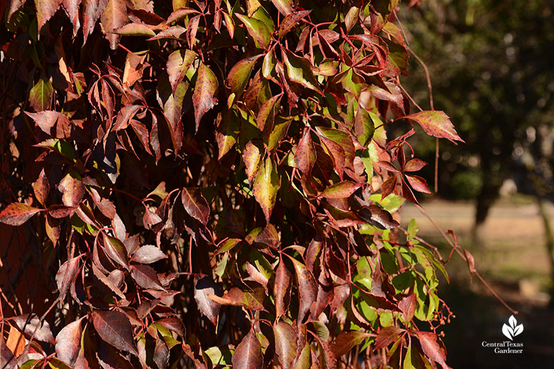 Fall color native Virginia creeper vine Central Texas Gardener
