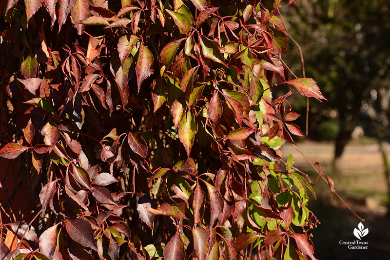 Fall color native Virginia creeper vine Central Texas Gardener