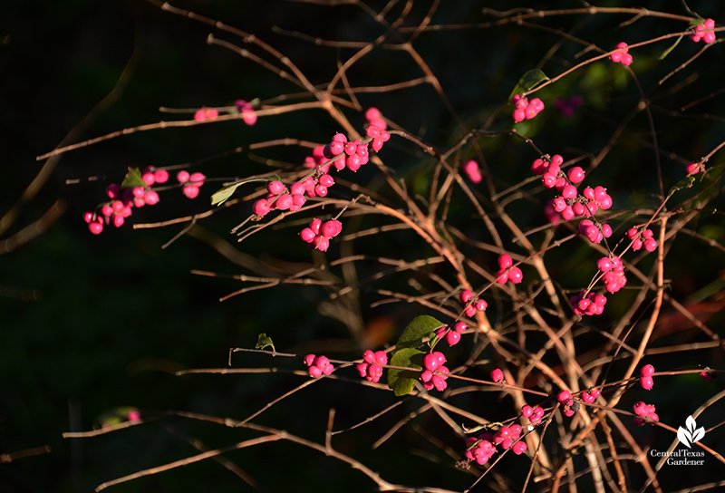 Native coralberry for dry shade Central Texas Gardener