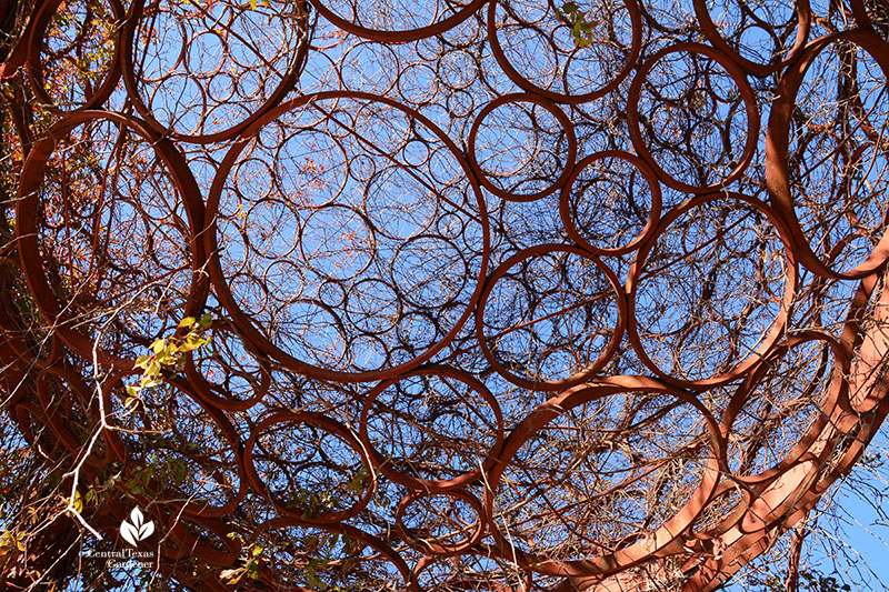 Pollen Grain Chris Levack at Mueller Southwest Greenway Central Texas Gardener