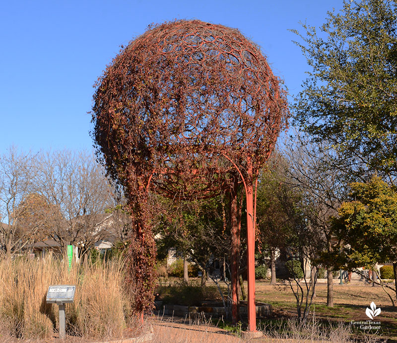 Pollen Grain Chris Levack sculpture at Mueller Southwest Greenway fall color Virginia creeper vine Central Texas Gardener