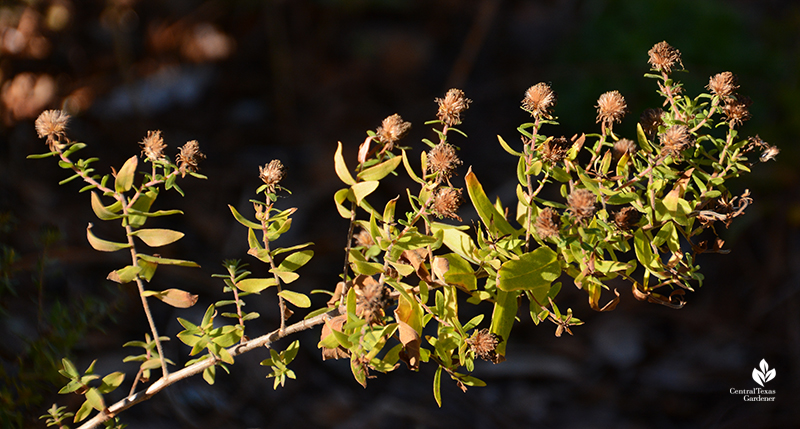 aster seed heads Central Texas Gardener