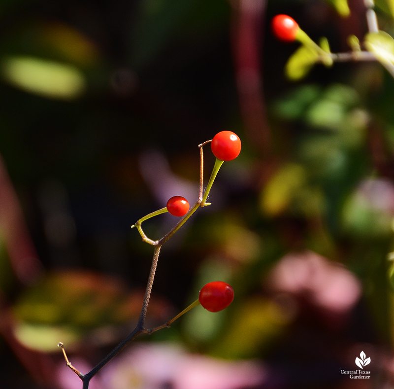 small red fruits 