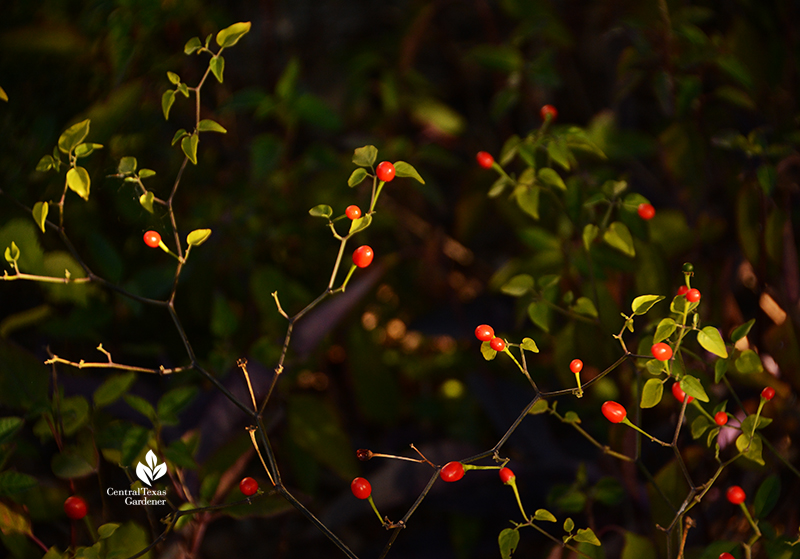 chile pequin fruits for birds and mammals dry shade garden Central Texas Gardener