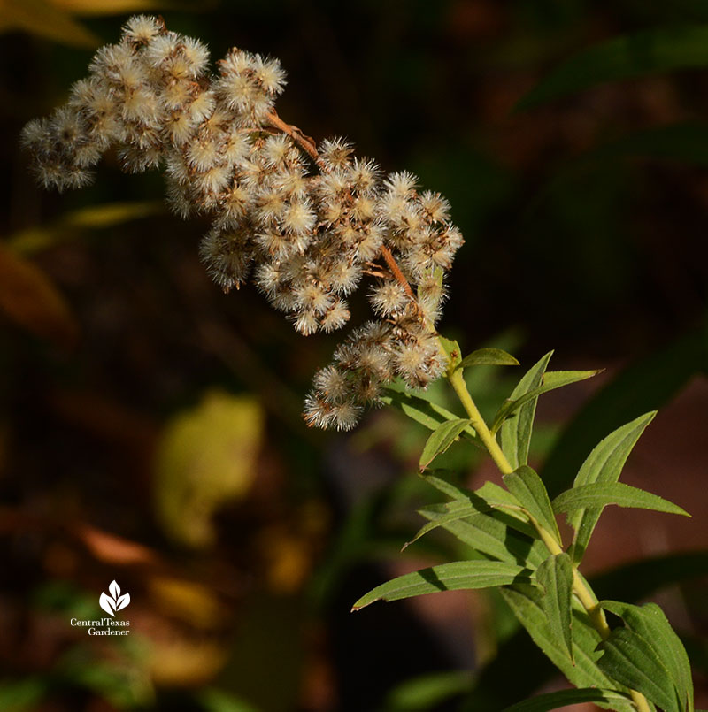 goldenrod seed heads Central Texas Gardener