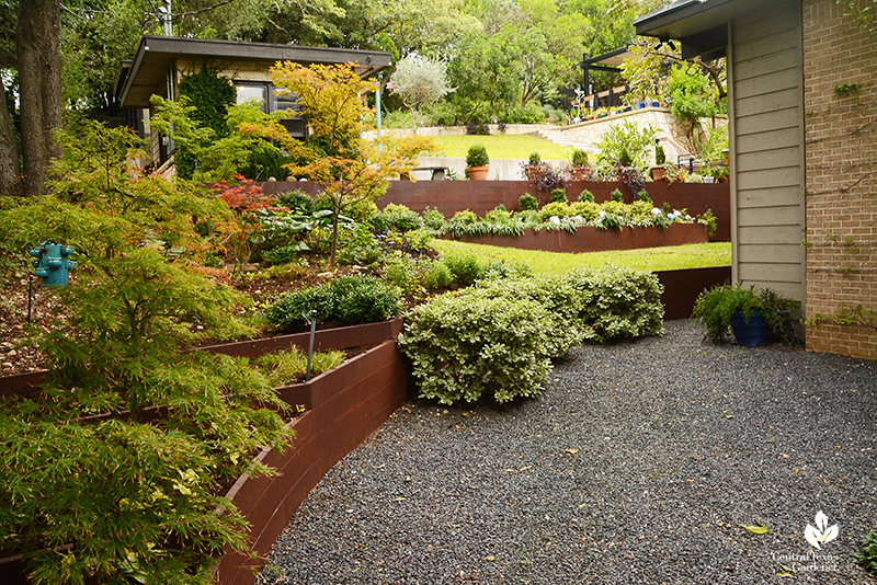 Shady garden Japanese maples ligularia steel plate bed retainers Harper Duhon garden