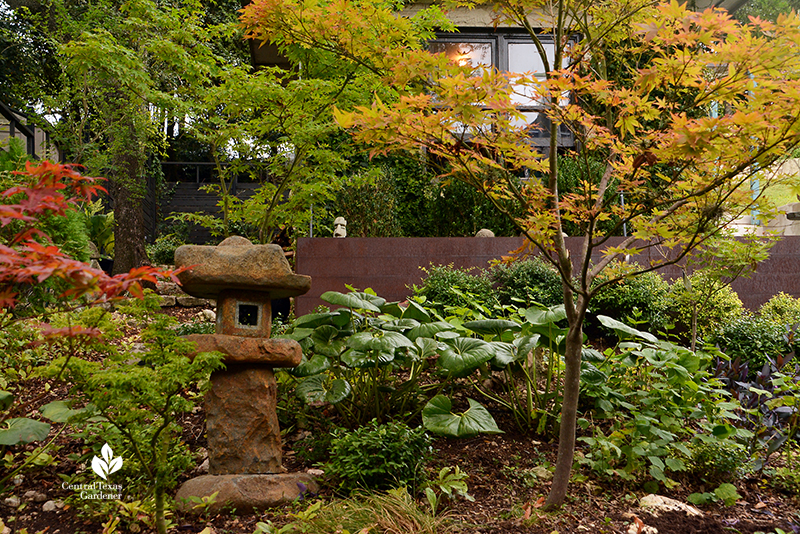 Japanese maples and ligularia garden sculpture shade garden Harper Duhon 