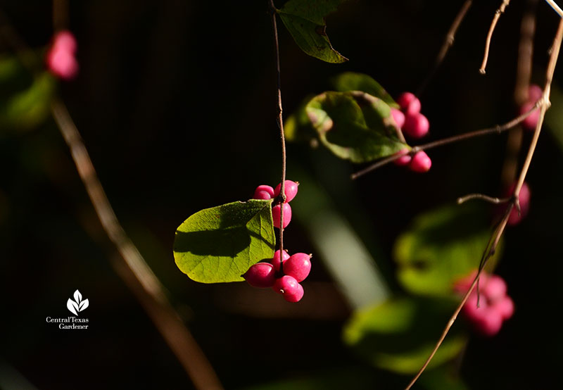 native coralberry fruits Central Texas Gardener