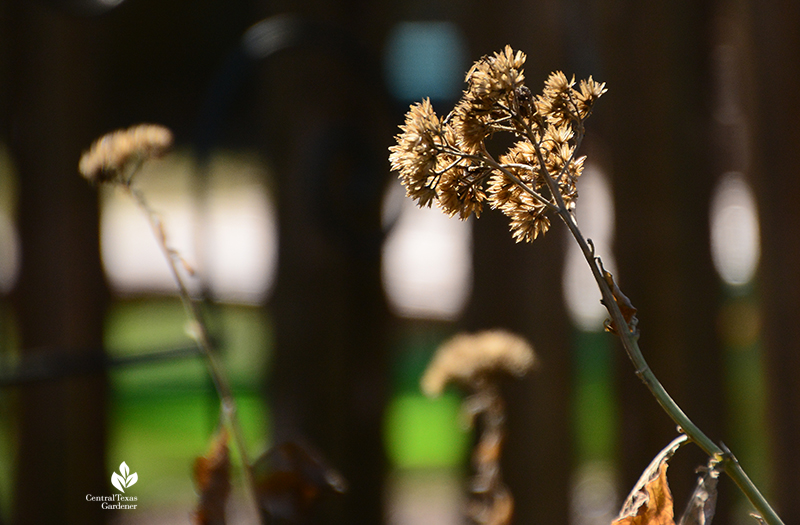 native frostweed seed heads Central Texas Gardener