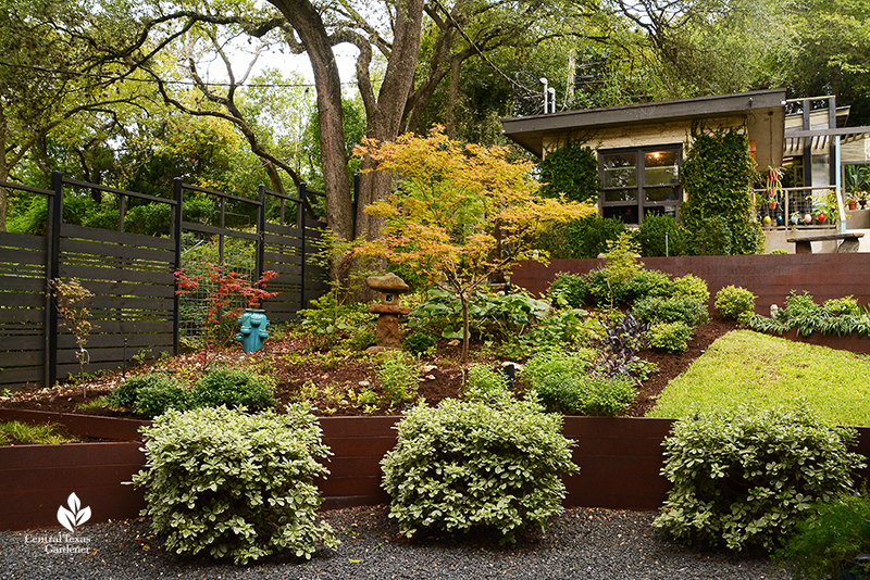 shady garden Japanese maples ligularia steel plate retaining wall harsh slope Harper Duhon design Central Texas Gardener