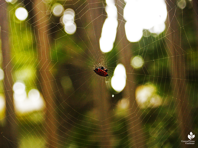 spinybacked orbweaver spider