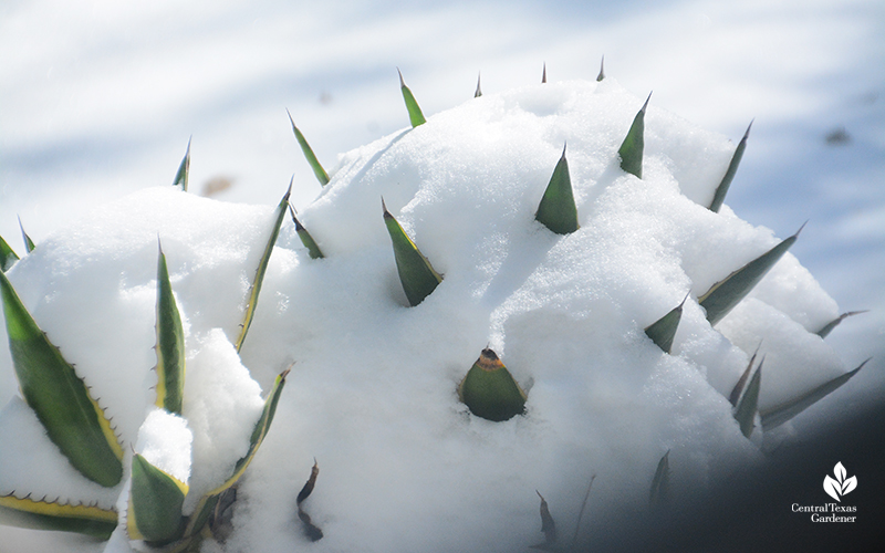 Agave schidigera snow Austin Central Texas Gardener