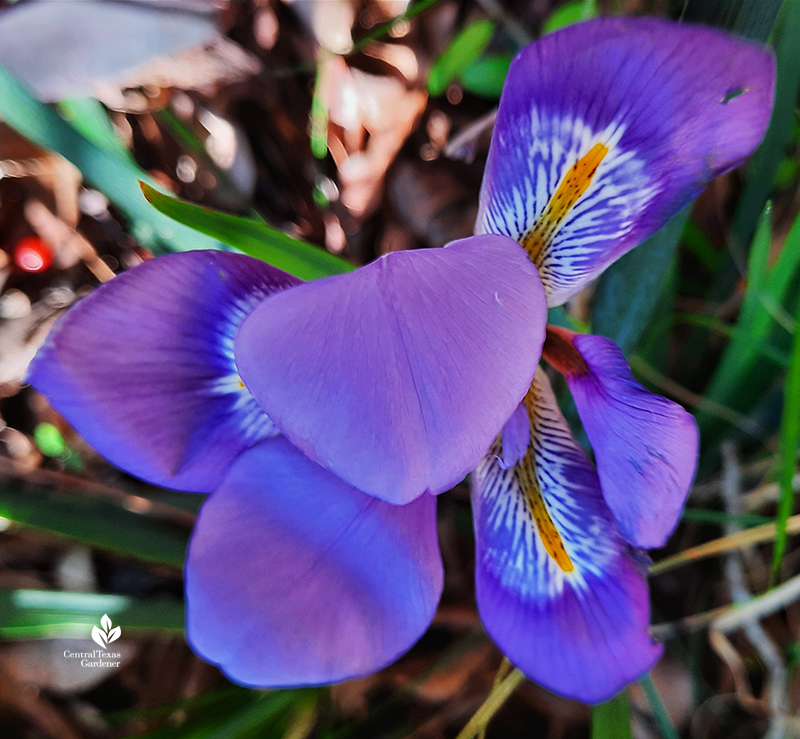 Algerian iris bloom January Central Texas Gardener