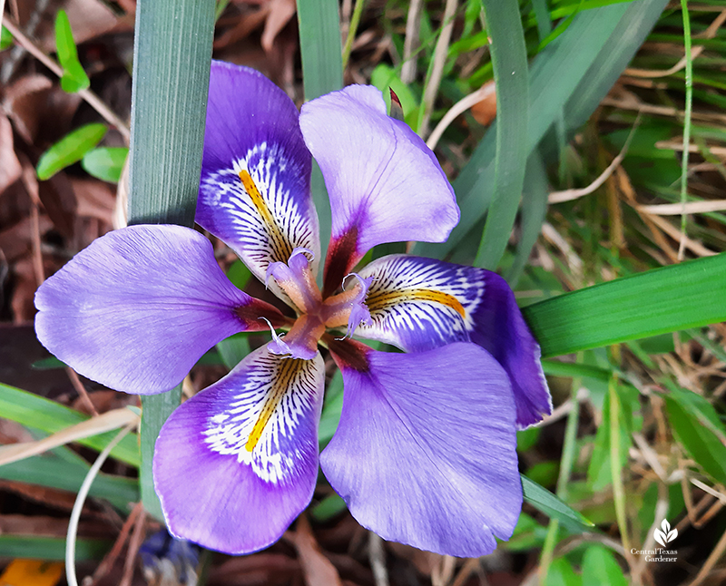 Algerian iris intricate petal falls Central Texas Gardener