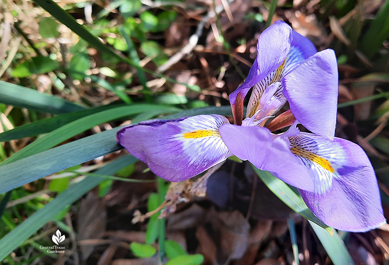 Algerian iris intricate small winter bloomer Central Texas Gardener
