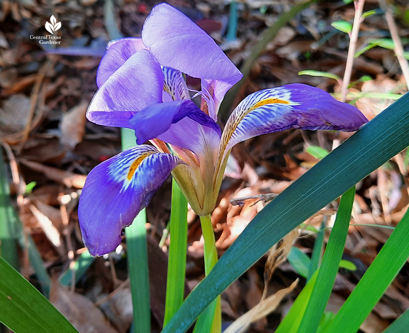 Algerian iris sunny little January bloom Central Texas Gardener