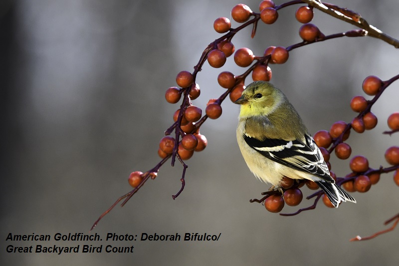 American_Goldfinch_2020GBBC_73154_Deborah_Bifulco_NJ for ctg