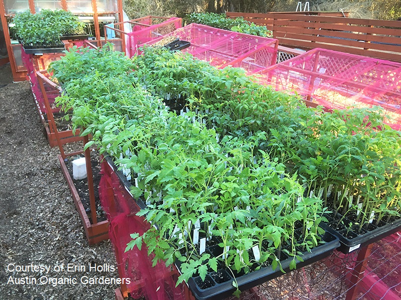 Austin Organic Gardeners vegetable transplants photo by Erin Hollis