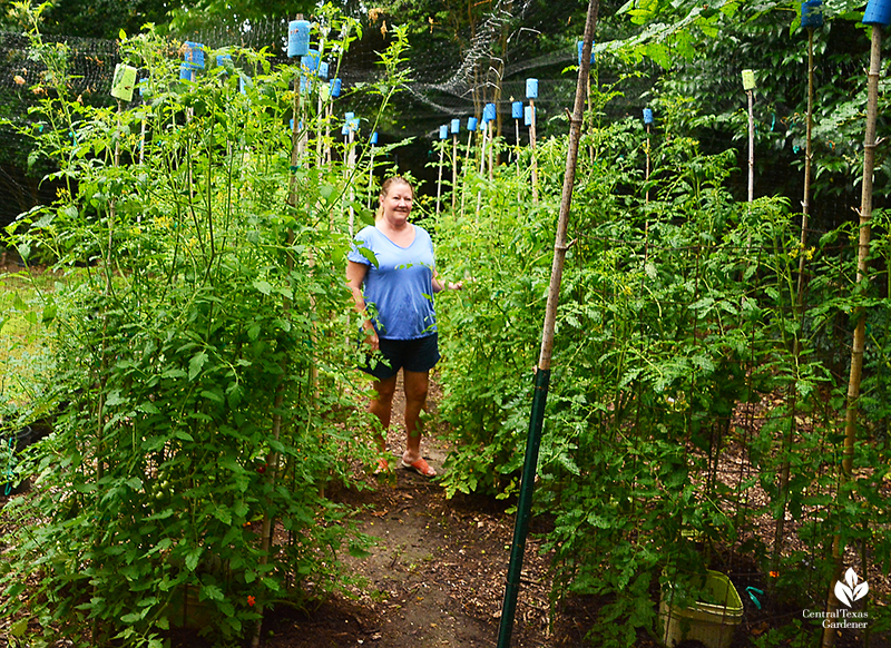 Cattle panel and support tower of tomatoes Jana Beckham and Don Iden garden Central Texas Gardener