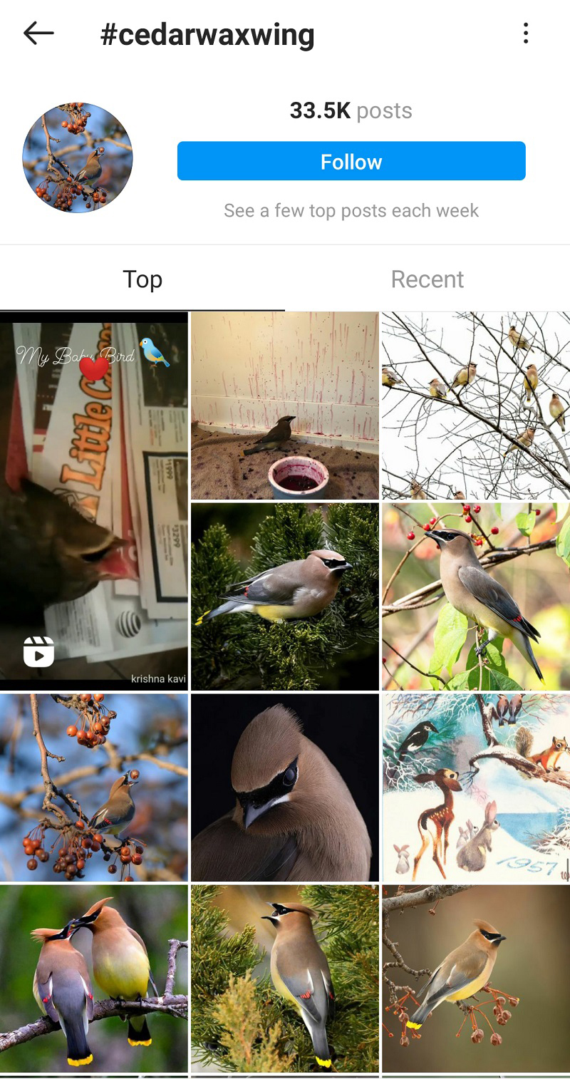 Cedar waxwing Instagram Central Texas Gardener