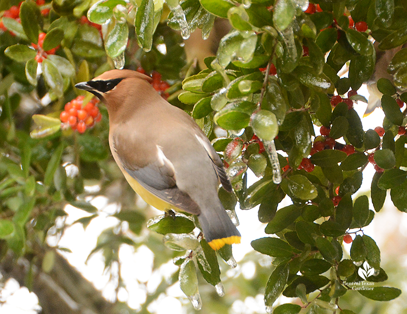 Cedar waxwing yaupon holly_snow_ice_Austin Central Texas Gardener