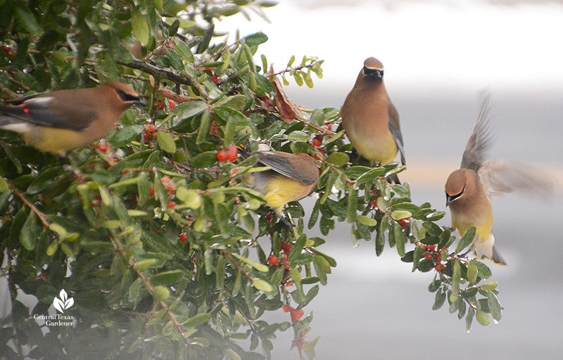 Cedar waxwings yaupon holly fruits snow Austin Central Texas Gardener