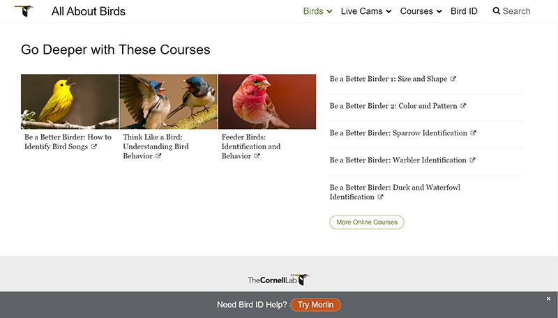 Cornell online courses about birds Central Texas Gardener