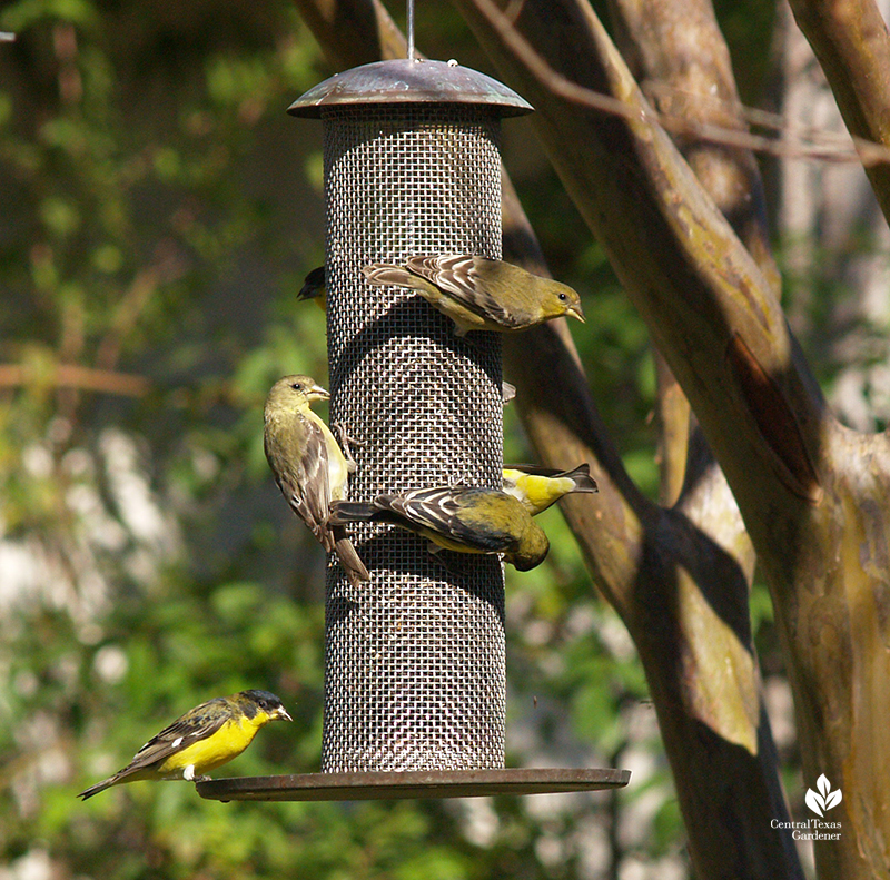 Lesser goldfinches on nyjer seed feeder Central Texas Gardener