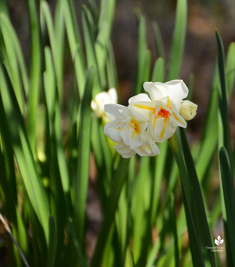 Narcissus 'Abba' Central Texas Gardener