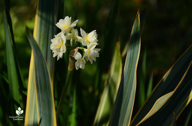 Narcissus 'Erlicheer' and Yucca gloriosa variegata Central Texas Gardener