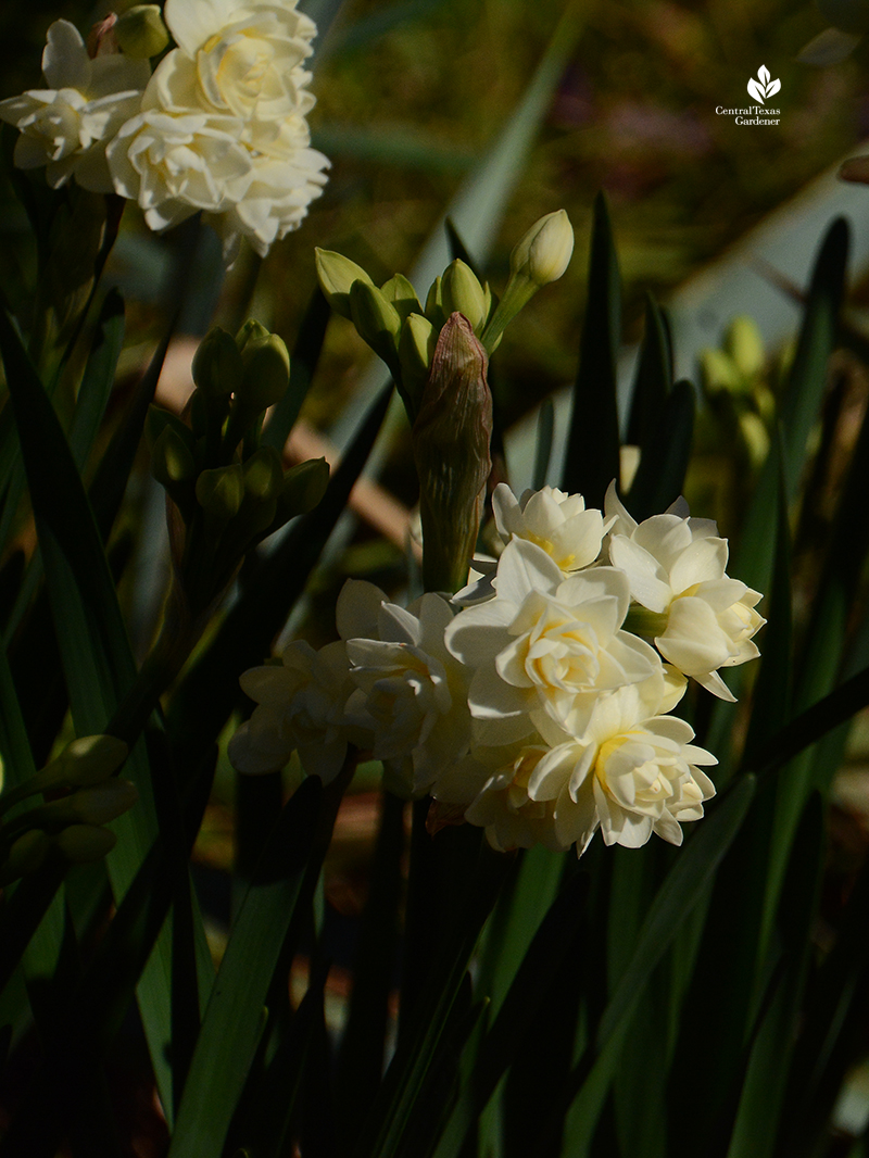 Narcissus 'Erlicheer' clump return winter bulbs Central Texas Gardener