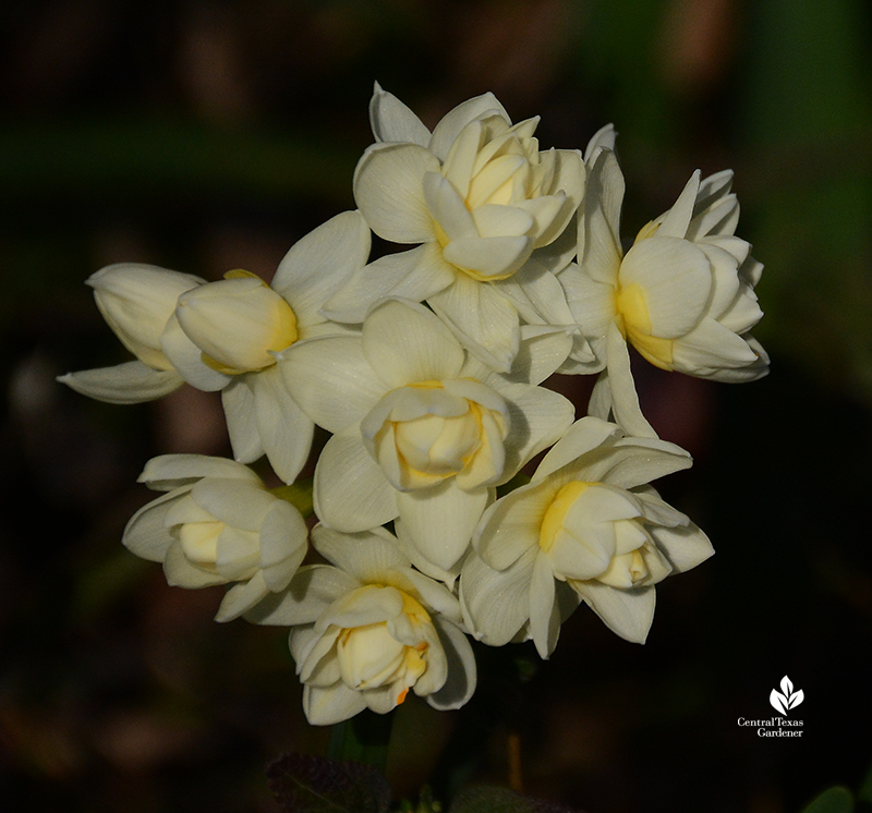 Narcissus 'Erlicheer' fragrant naturalizing bulb Central Texas Gardener