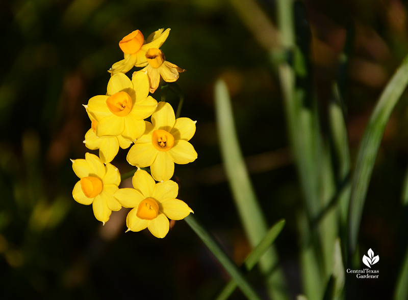 Narcissus Falconet January bloomer Central Texas Gardener