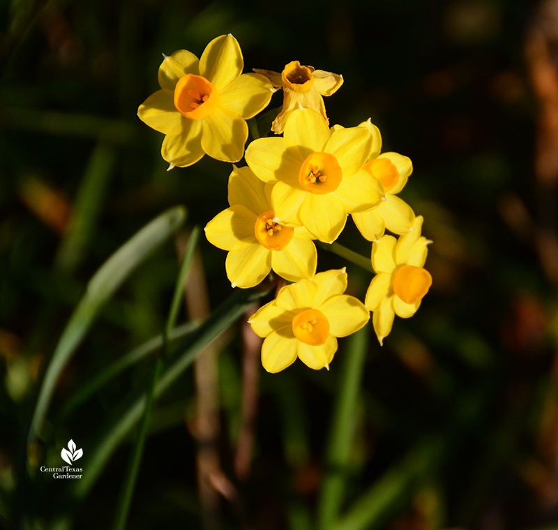 Miniature Daffodil Bulbs - City Floral Garden Center - Denver Colorado