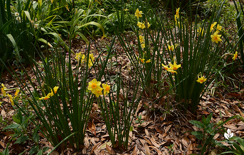 Narcissus 'Falconet' winter bloomer with dormant perennials Central Texas Gardener