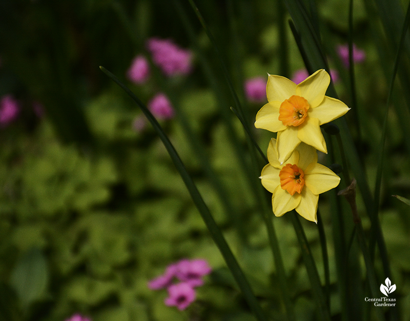 Narcissus 'Falconet' with oxalis Central Texas Gardener