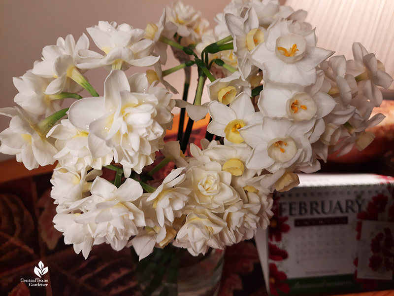 Narcissus Grand Primo and Erlicheer cut flowers Central Texas Gardener