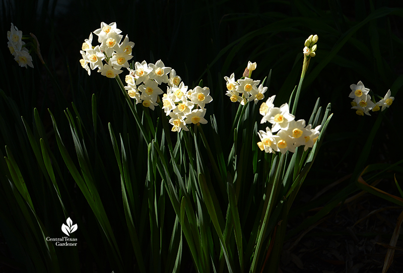 Narcissus 'Grand Primo' clump winter bulbs Central Texas Gardener