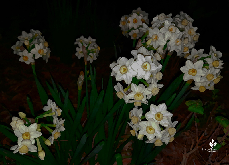 Narcissus Grand Primo flowers by moonlight Central Texas Gardener