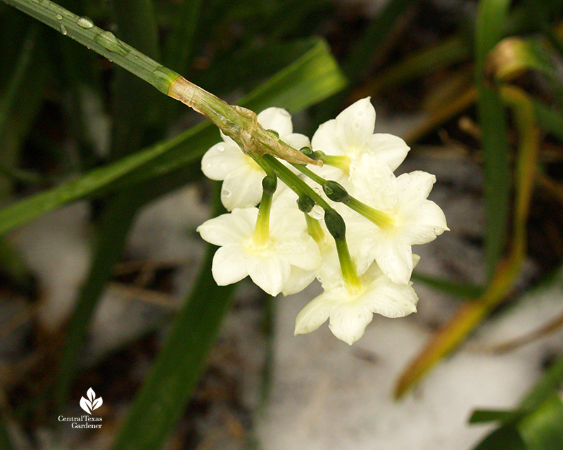 Narcissus Erlicheer in snow 