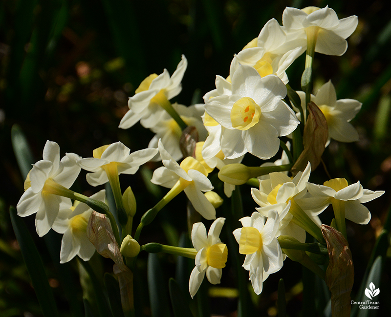 Narcissus 'Grand Primo' small yellow cups white petals Central Texas Gardener