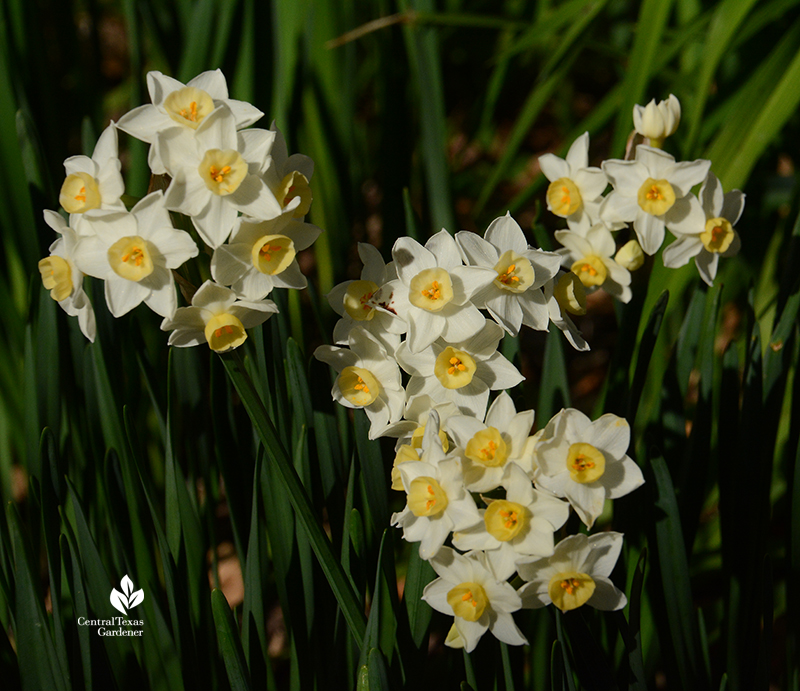 Narcissus 'Grand Primo' sweetly fragrant Central Texas Gardener