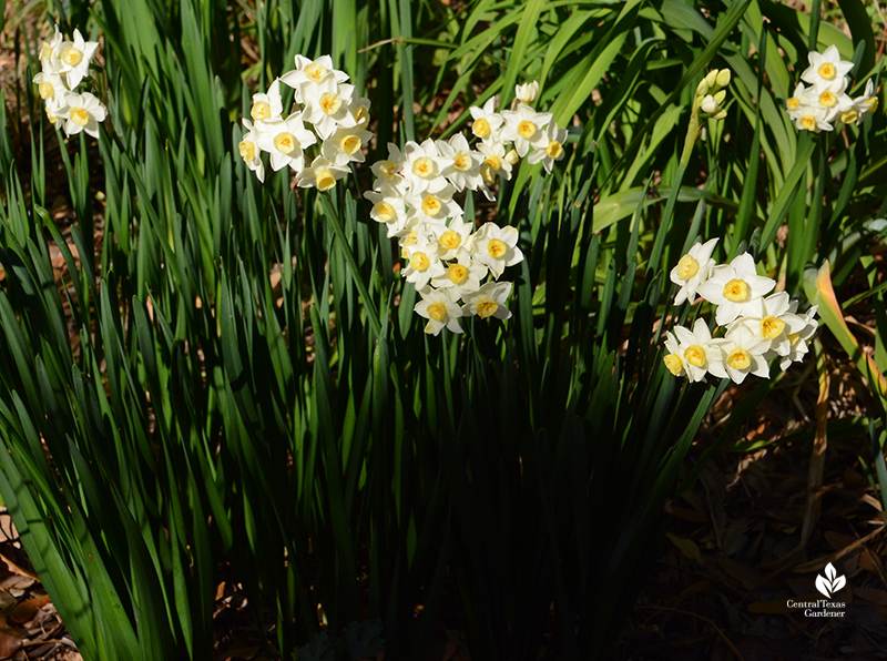 Narcissus 'Grand Primo' winter bulb clumps good for Central Texas