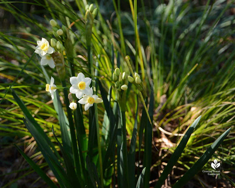 Narcissus Grand Primo with lomandra Central Texas Gardener