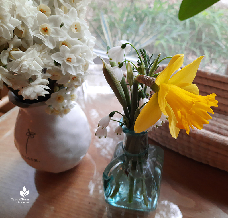 Narcissus Marieke budded in house after freeze Central Texas Gardener