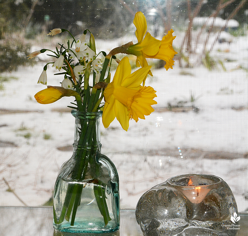 Narcissus 'Marieke' buds open in vase snow rescue Austin Texas Central Texas Gardener